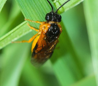 Sawfly (Black)