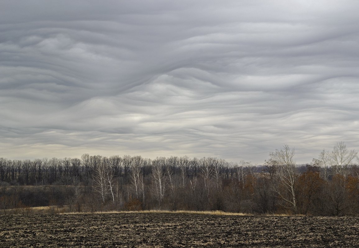 серое озеро. черно белый лес. пасмурное небо. темное небо. серых в д.
