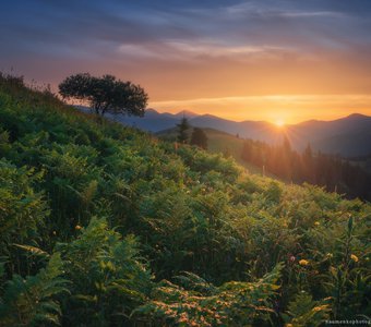 Украина. Карпаты. Дземброня. Закат у горы Косарище