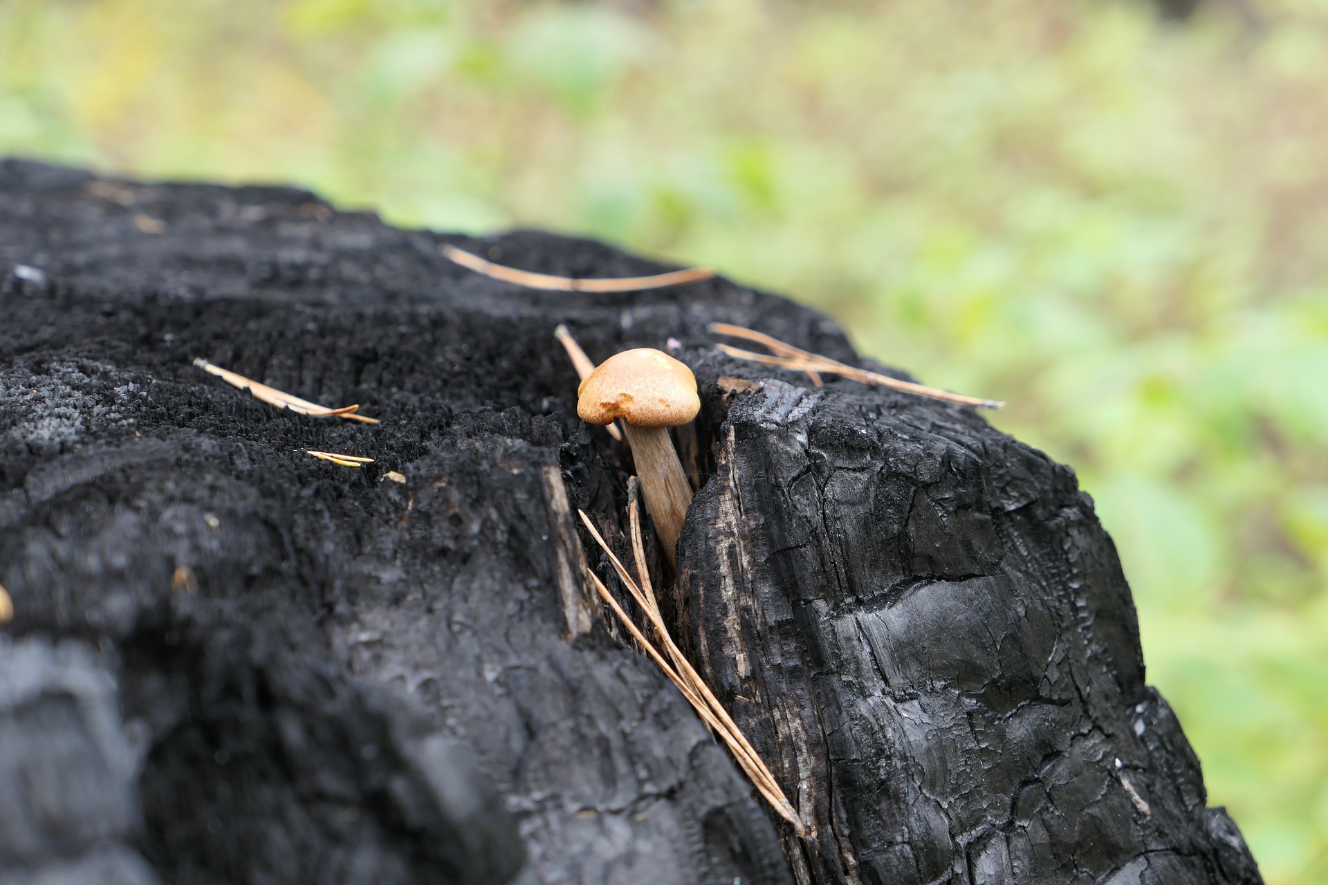 Победитель огня