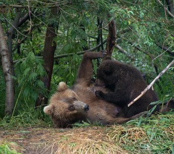 Мама никогда не дремлет