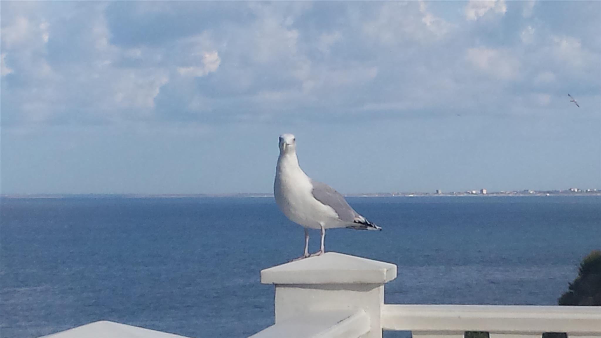 Чайка. Чехов