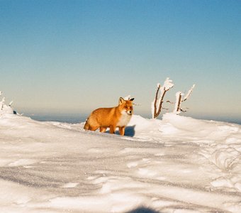 Огонь и снег