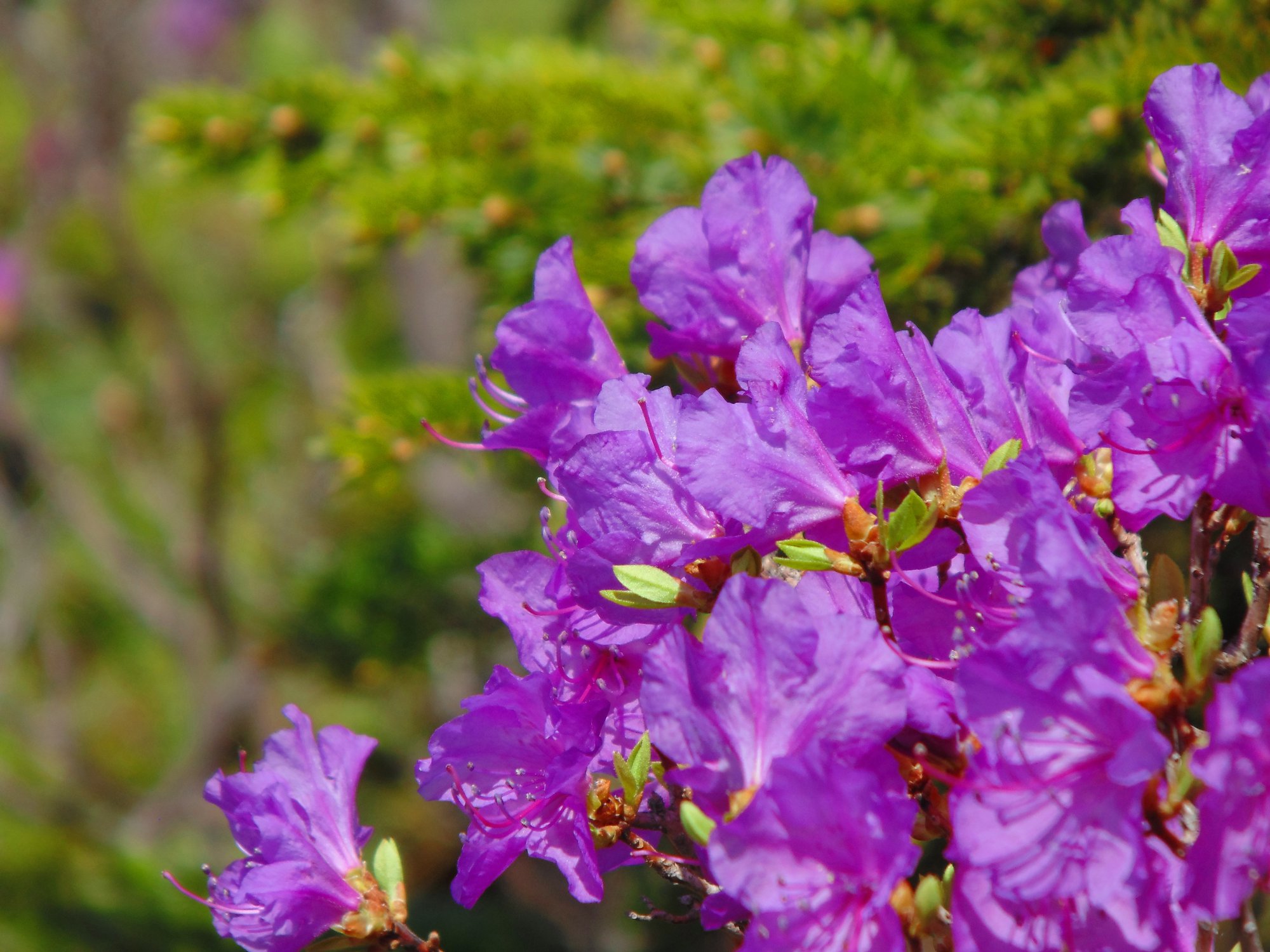 Рододендрон