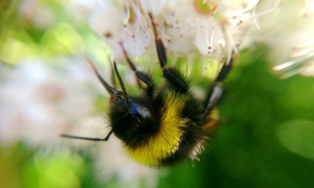 Кто пчёлок уважает...