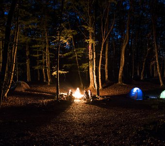 Ночь в буковом лесу