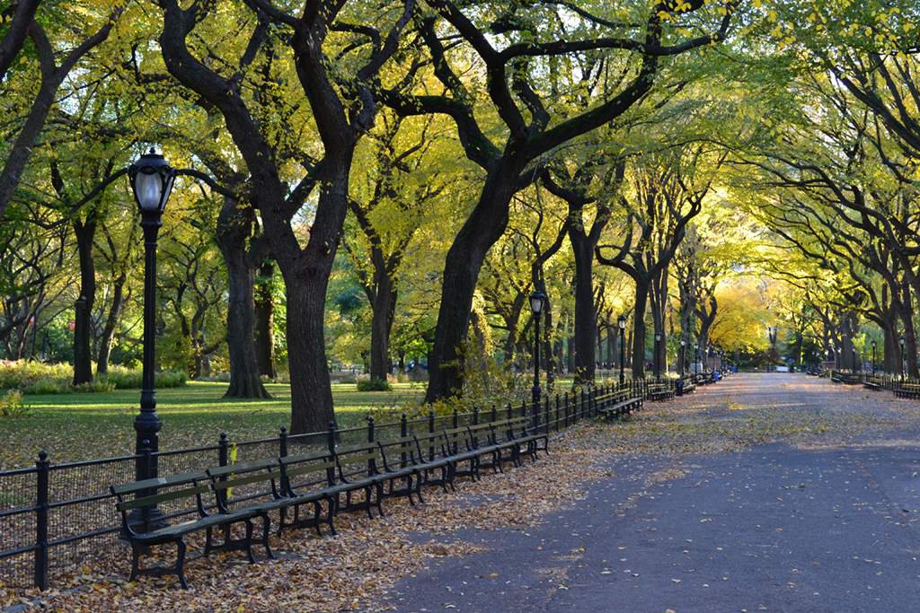 Осень в Центральном парке