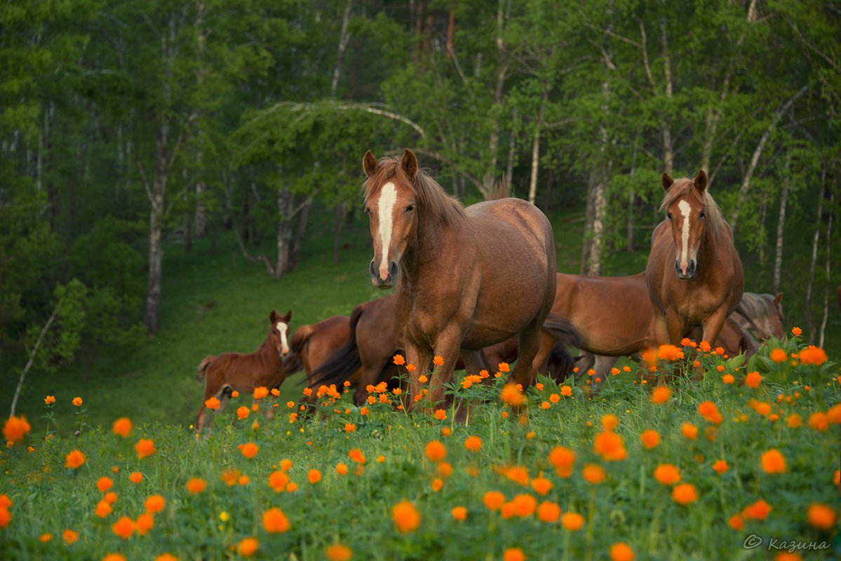 Лошади фото красивые картинки в природе