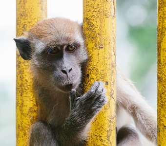 Monkey portrait