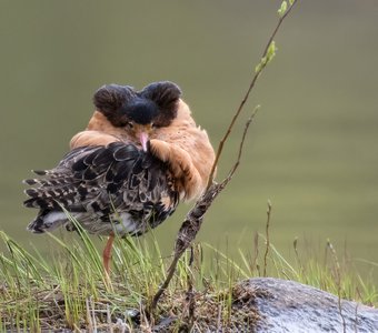 Красавец и франт.