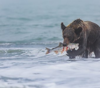 Медведь и рыба