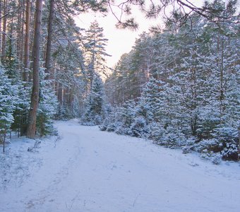 Ивановкий лес. Середина января.
