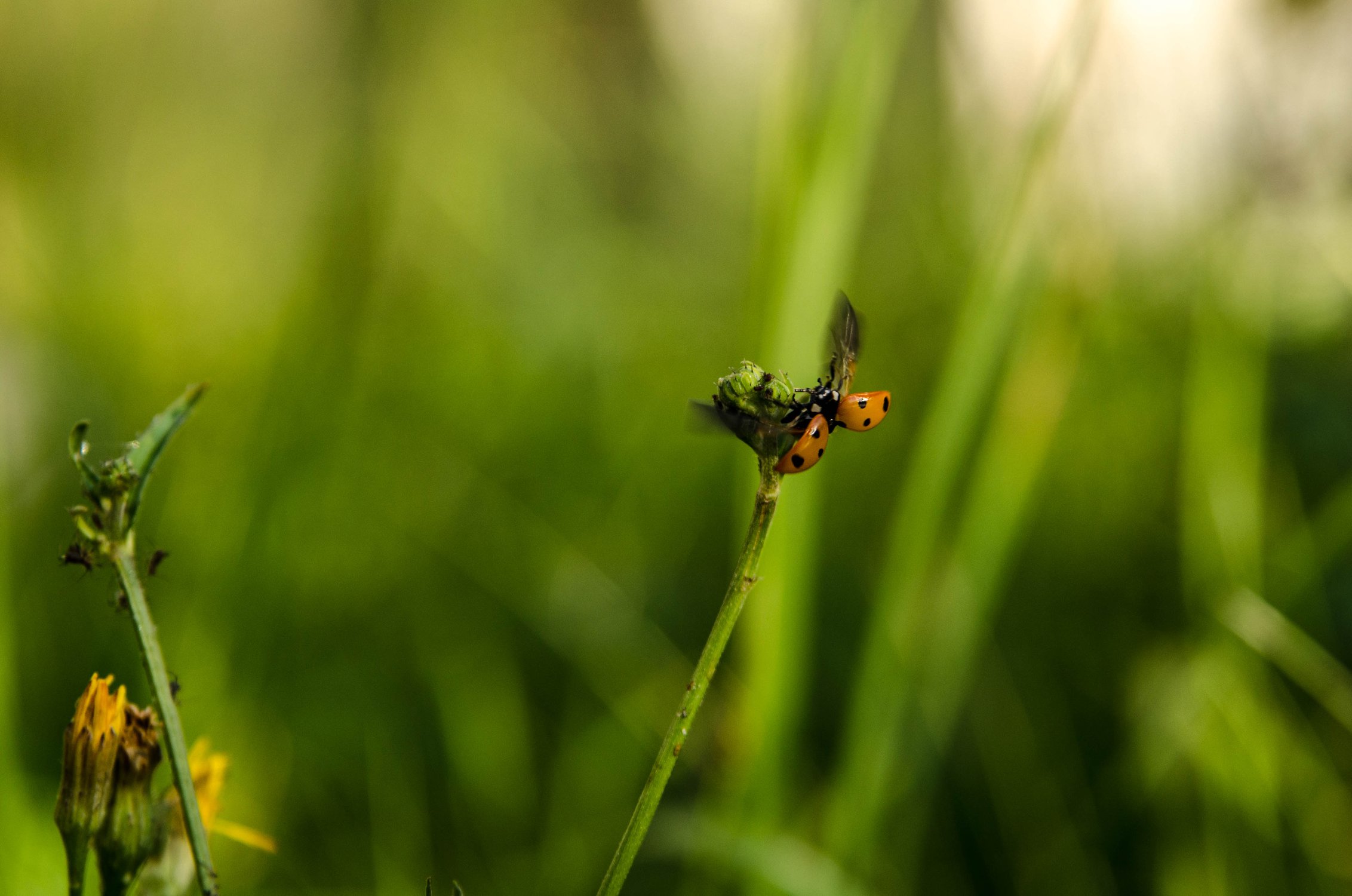 Улётная божья коровка.