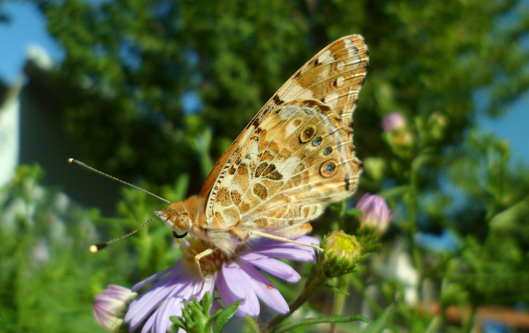 Butterfly