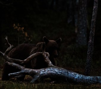 Бурый медведь: поздний ужин