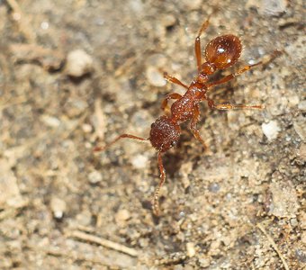 The Ants Myrmica