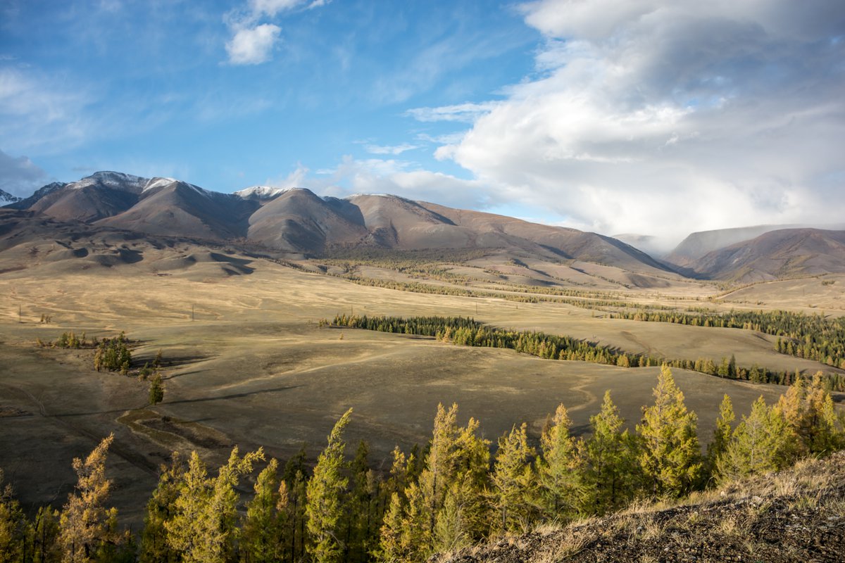 Курай степь