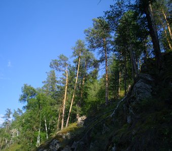 Горы, покрытые лесом
