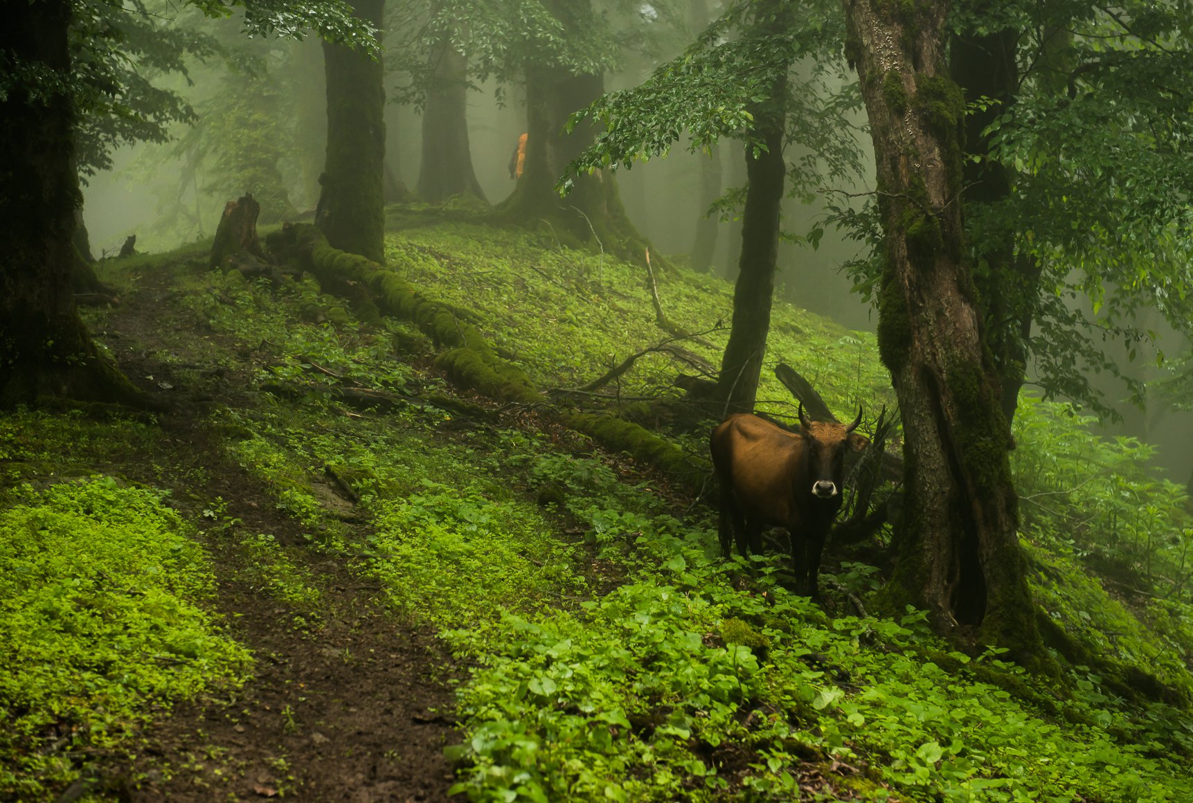 Мистические леса Талышских гор