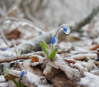 В ледяном плену