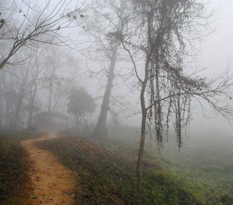 Джунгли и туман
