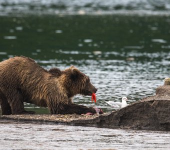 Камчатский гурман