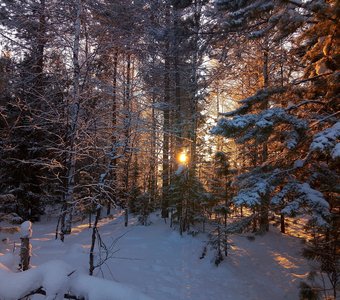 Прогулка в зимний лес