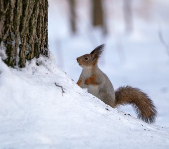 Зимняя прогулка