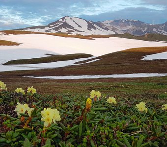 Цветущие Рододендроны среди снегов Камчатки