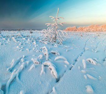 Одинокая ёлочка. Изморозь.