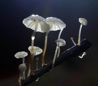 Негниючник листопадный - Marasmius epiphyllus