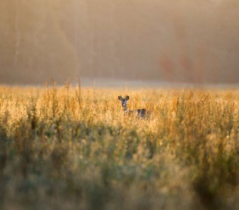 В лучах рассвета