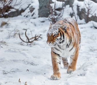 Амурская тигрица