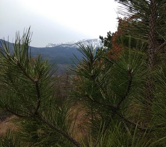 Вид на гору Ай-Петри сквозь сосновые ветви