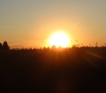 Закат на пшеничных полях