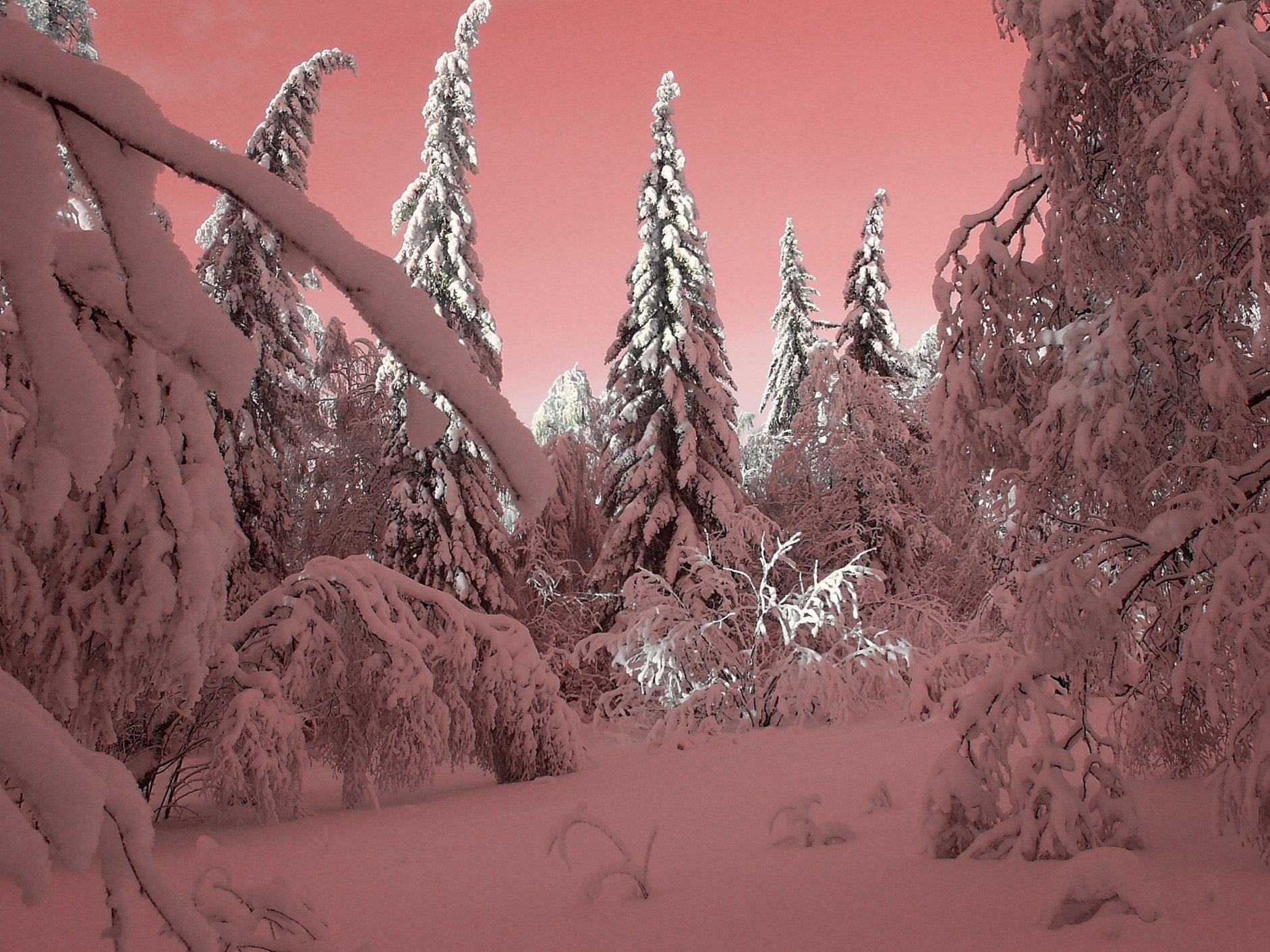 winter wild fir tree forest