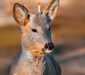 Сибирская косуля