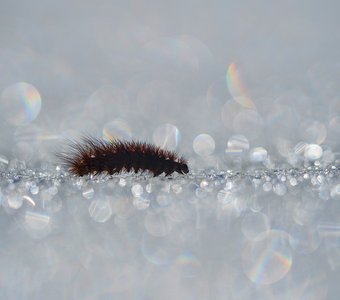 Гусеница бабочки медведицы прогуливается по льду