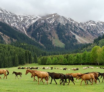 Просторы Киргизии