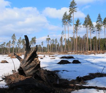 Погибающий лес