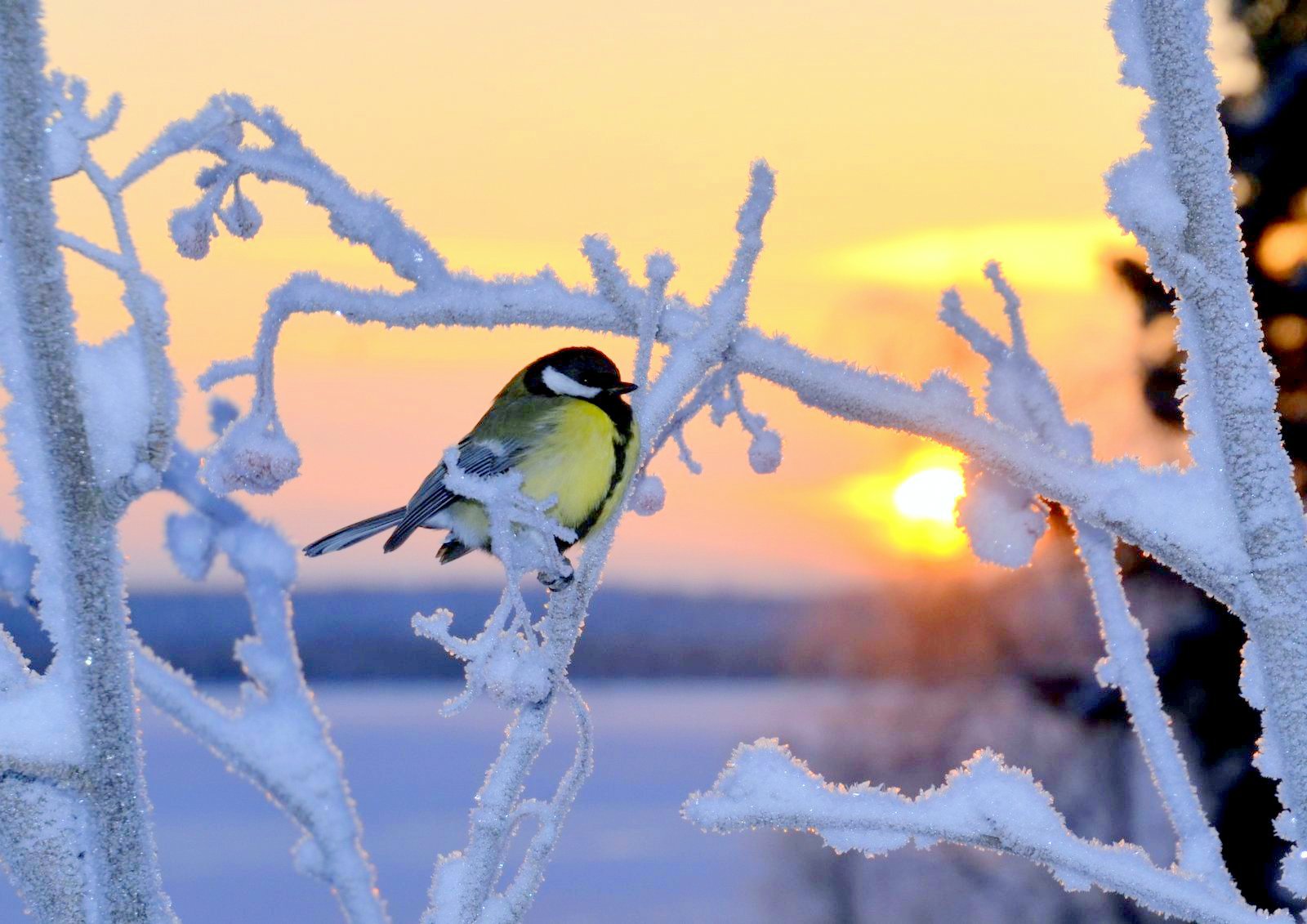 На солнечной поляночке.