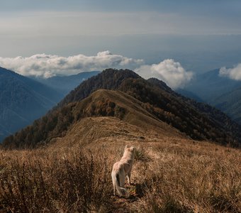 Верный товарищ