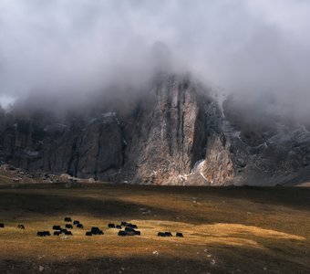 Осетия. Высокогорные пастбища.