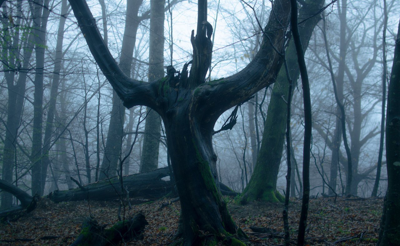 Страшный лес — Фото №320832