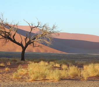 В пустыне Намиб