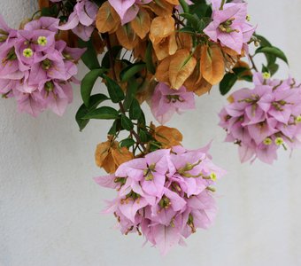 Цветочки южной Испании