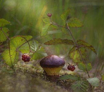 Масленыш с княженикой