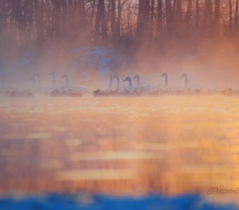 Лебеди озера Светлое