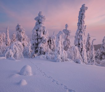 Хибинский лес