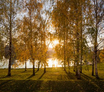 Береза в осеннем свете